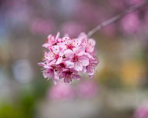 Превью обои сакура, цветы, лепестки, розовый, ветка, размытие