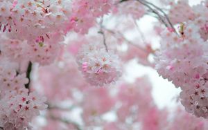 Превью обои сакура, цветы, лепестки, весна, розовый, размытие