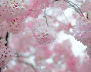 Превью обои сакура, цветы, лепестки, весна, розовый, размытие