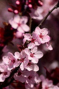 Превью обои сакура, цветы, лепестки, розовый