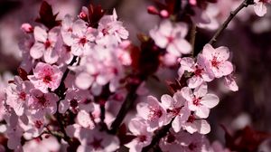 Превью обои сакура, цветы, лепестки, розовый