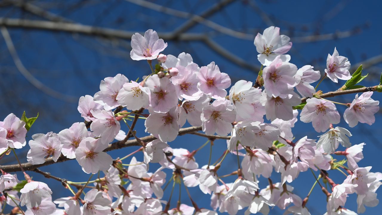 Обои сакура, цветы, лепестки, ветка, весна