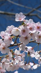 Превью обои сакура, цветы, лепестки, ветка, весна