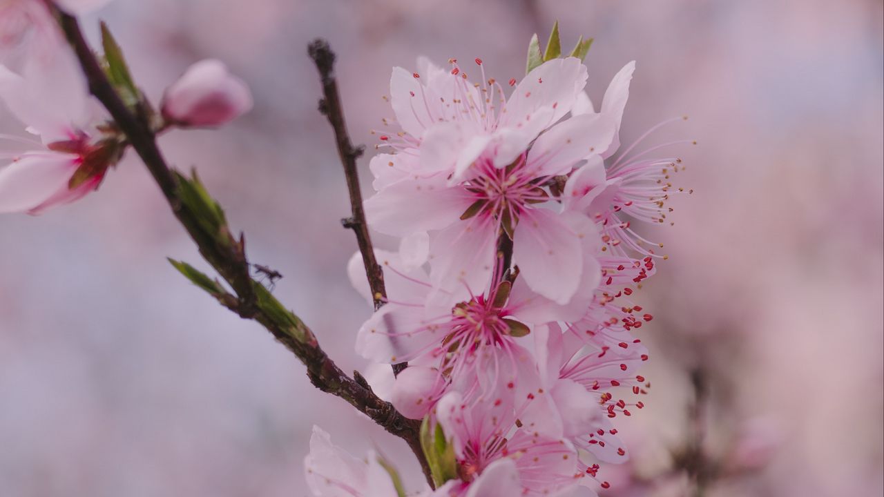 Обои сакура, цветы, лепестки, ветка, весна, макро, розовый