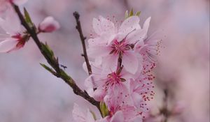 Превью обои сакура, цветы, лепестки, ветка, весна, макро, розовый