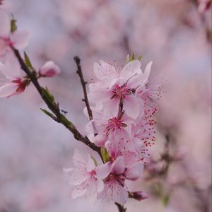 Превью обои сакура, цветы, лепестки, ветка, весна, макро, розовый