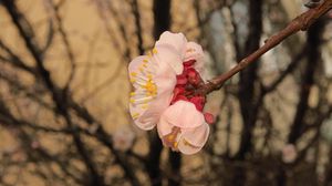 Превью обои сакура, цветы, лепестки, ветки, весна, макро