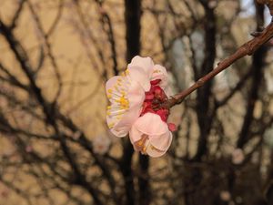 Превью обои сакура, цветы, лепестки, ветки, весна, макро