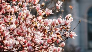 Превью обои сакура, цветы, лепестки, ветки, весна, макро, розовый