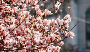 Превью обои сакура, цветы, лепестки, ветки, весна, макро, розовый