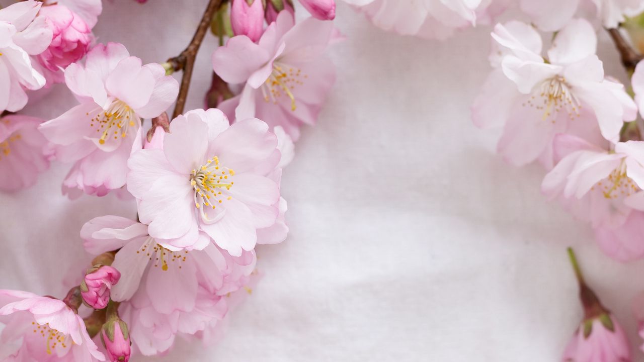 Обои сакура, цветы, лепестки, ветки, весна, розовый