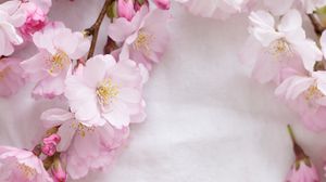 Превью обои сакура, цветы, лепестки, ветки, весна, розовый