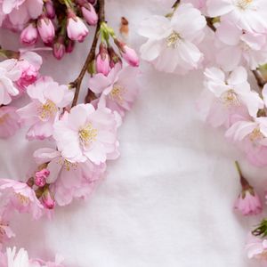 Превью обои сакура, цветы, лепестки, ветки, весна, розовый