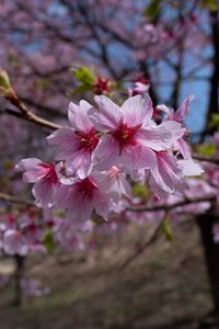 Превью обои сакура, цветы, лепестки, ветки, макро, розовый