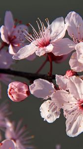 Превью обои сакура, цветы, лепестки, ветки, розовый, макро