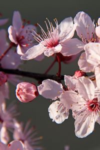 Превью обои сакура, цветы, лепестки, ветки, розовый, макро