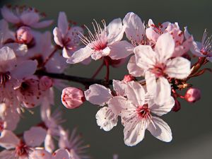 Превью обои сакура, цветы, лепестки, ветки, розовый, макро