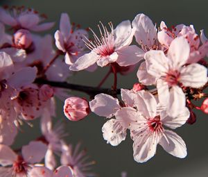 Превью обои сакура, цветы, лепестки, ветки, розовый, макро