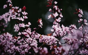 Превью обои сакура, цветы, лепестки, размытие, розовый