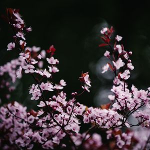 Превью обои сакура, цветы, лепестки, размытие, розовый