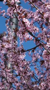 Превью обои сакура, цветы, лепестки, ветки, розовый, размытие