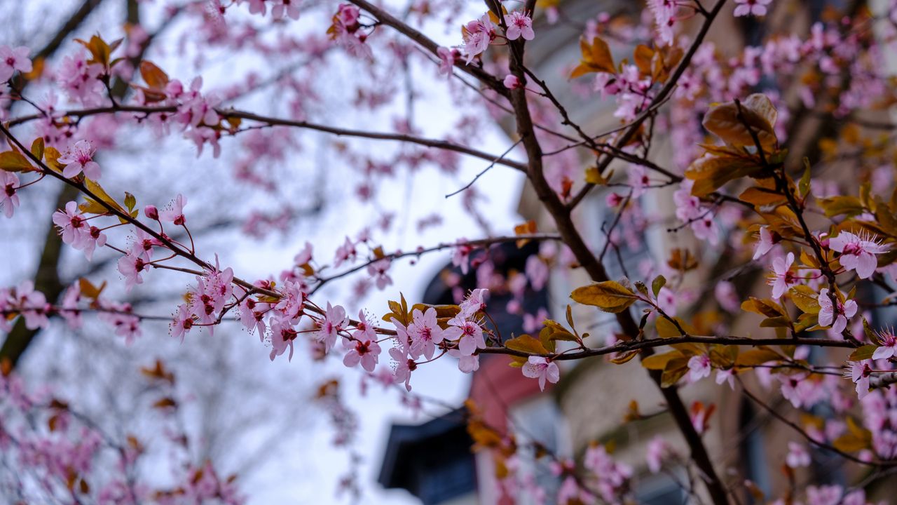 Обои сакура, цветы, лепестки, ветки, дерево, весна