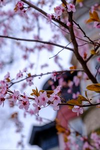 Превью обои сакура, цветы, лепестки, ветки, дерево, весна