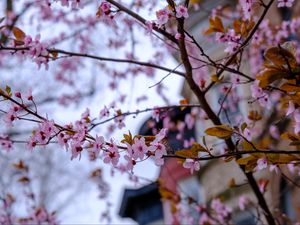 Превью обои сакура, цветы, лепестки, ветки, дерево, весна