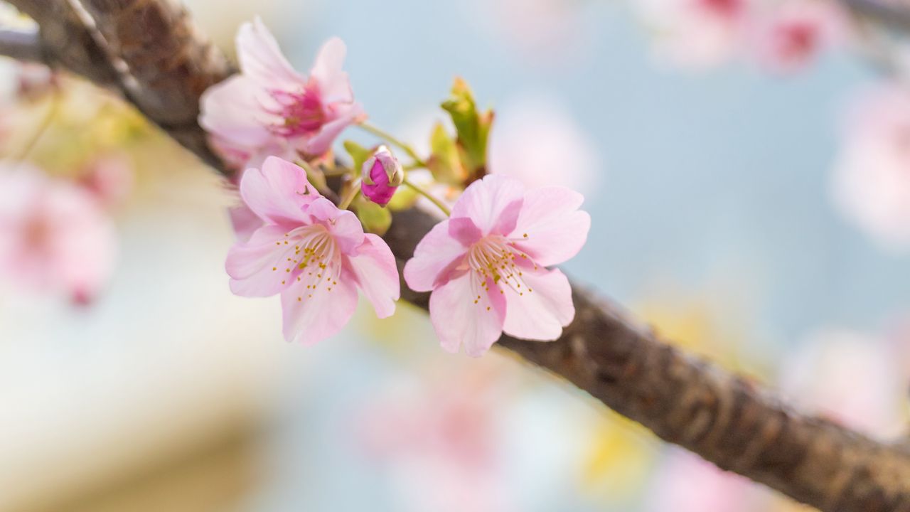Обои сакура, цветы, лепестки, весна, размытие