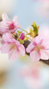 Превью обои сакура, цветы, лепестки, весна, размытие