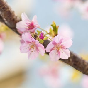 Превью обои сакура, цветы, лепестки, весна, размытие