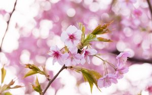 Превью обои сакура, цветы, лепестки, пыльца, ветка, розовый
