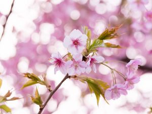 Превью обои сакура, цветы, лепестки, пыльца, ветка, розовый