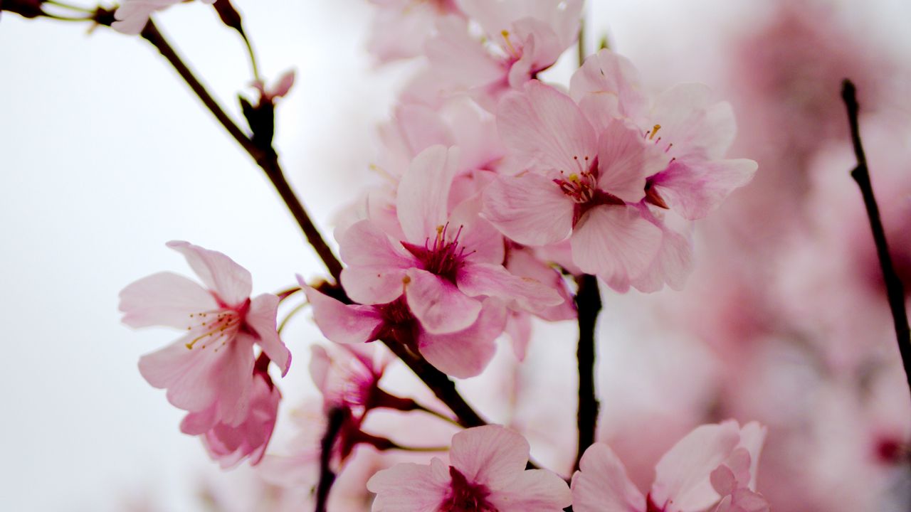 Обои сакура, цветы, лепестки, весна, ветки, розовый