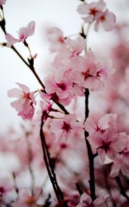 Превью обои сакура, цветы, лепестки, весна, ветки, розовый