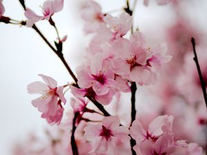 Превью обои сакура, цветы, лепестки, весна, ветки, розовый