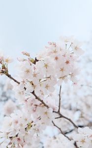 Превью обои сакура, цветы, лепестки, весна, ветка