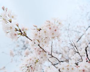 Превью обои сакура, цветы, лепестки, весна, ветка