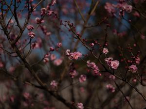 Превью обои сакура, цветы, макро, розовый, ветки