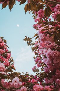 Превью обои сакура, цветы, розовый, небо, луна, цветение, весна