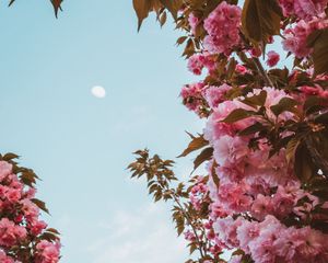 Превью обои сакура, цветы, розовый, небо, луна, цветение, весна