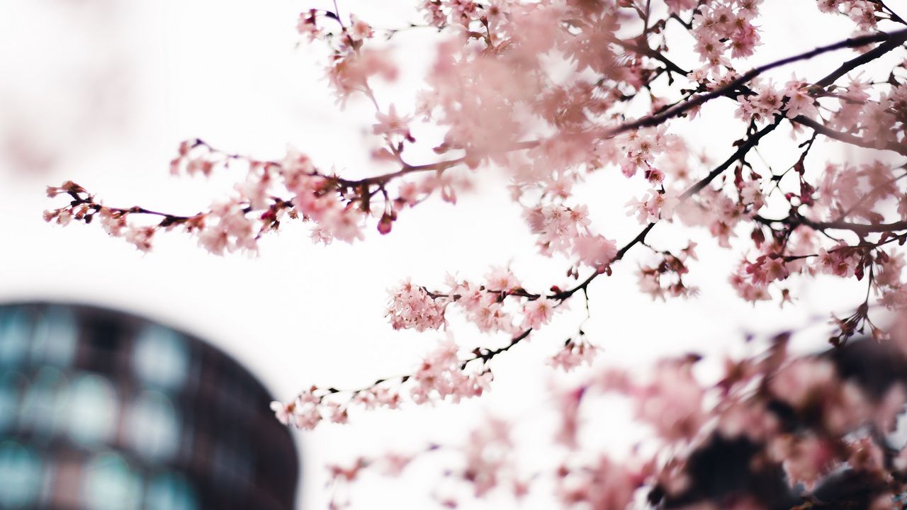 Обои сакура, цветы, розовый, дерево, ветки, город