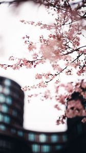 Превью обои сакура, цветы, розовый, дерево, ветки, город
