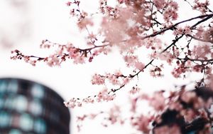 Превью обои сакура, цветы, розовый, дерево, ветки, город