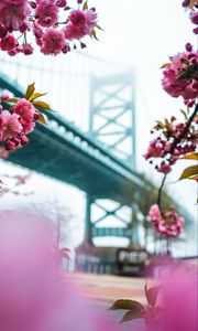 Превью обои сакура, цветы, розовый, мост, весна