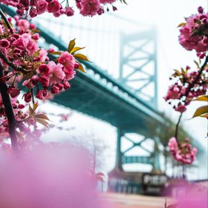 Превью обои сакура, цветы, розовый, мост, весна