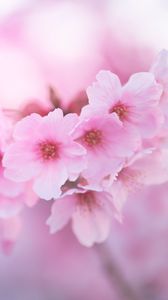 Превью обои сакура, цветы, розовый, макро, крупным планом