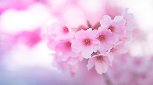Превью обои сакура, цветы, розовый, макро, крупным планом