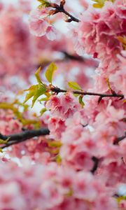 Превью обои сакура, цветы, розовый, ветки, листья