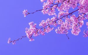 Превью обои сакура, цветы, розовый, цветение, ветки, небо